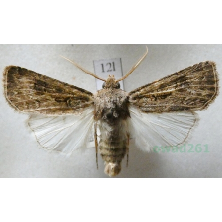Agrotis bigramma (Esper, 1790) Czech12l